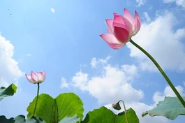 Cần những bài viết nhẹ nhàng đi từ cuộc sống - Ảnh minh họa