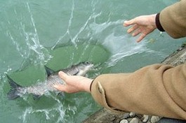 [Video] Phóng sinh làm sao để lợi lạc và tránh biến tướng?