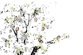 Những trái xoài mùa sau