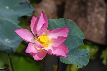 "Các thầy cẩn thận chớ tư duy về những điều thế gian tư duy. Vì sao như vậy? Vì những điều mà người thế gian tư duy thì không có lợi ích về nghĩa, không có lợi ích về pháp và không có lợi ích về phạm hạnh, chẳng phải trí, chẳng phải giác, không hướng đến Niết-bàn" - Ảnh: Quảng Đạo/BGN