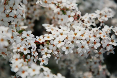 "Sứ mệnh của những nhà lãnh đạo là tìm kiếm và kiến tạo mùa xuân bên ngoài cho nhân dân" - Ảnh: Thanh Tuấn