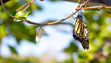 Vá lại chiếc kén niềm vui