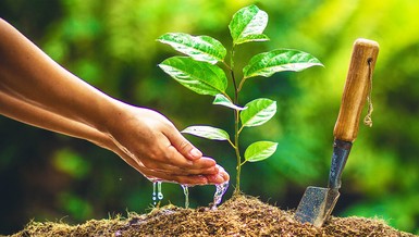 Tôi có người bạn nói quan điểm đạo Phật và một số nghiên cứu khoa học đã chỉ rõ “vạn vật hữu linh”, nghĩa là vạn vật đều có tánh linh, cỏ cây cũng có cảm giác, cũng biết buồn đau. Vậy chủ trương ăn chay của đạo Phật có ích gì? 