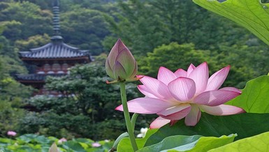 "Tự tu tạo công đức/ Là bạn tốt đời sau"