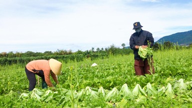 Chung tay thu hoạch nông sản hỗ trợ người dân TP.HCM