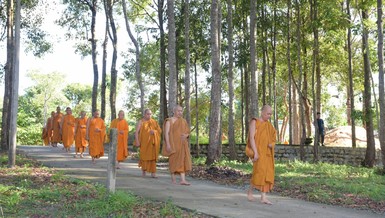 Chư Tăng thiền hành tại khu rừng tràm Ngọc Nhơn