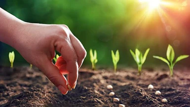 Gieo hạt lành thì sẽ gặt được quả vui - Ảnh minh họa 