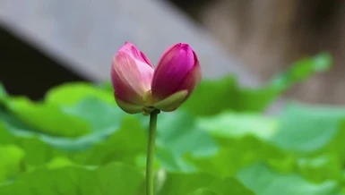 Tu tập trai giới chủ yếu là do sự phát tâm, được nhiều ngày thì phước đức càng thêm lớn - Ảnh minh họa