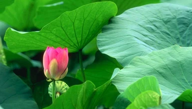 Luật Nhân quả của Phật giáo không phải là một định thức khô cứng kiểu như A+B=C...