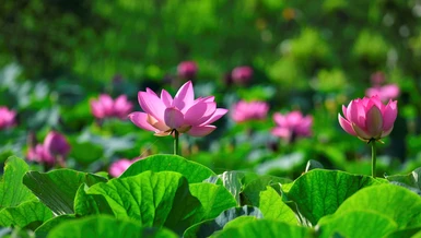 Là Phật tử, tới chùa cần tránh buôn chuyện