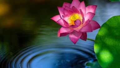 [Ảnh] Ngẫm pháp ngữ của các vị Thầy để sống an lạc trong Chánh pháp