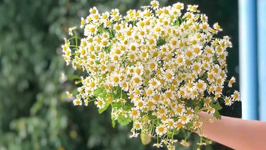 Những Thầy Cô tuyệt vời