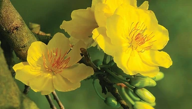 Ấn phẩm Liễu Quán Xuân Bính Ngọ với chuyên đề “Văn bia Phật giáo thời Lý - Trần” 