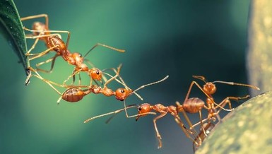 Sinh hoạt của một đàn kiến - Ảnh minh họa 