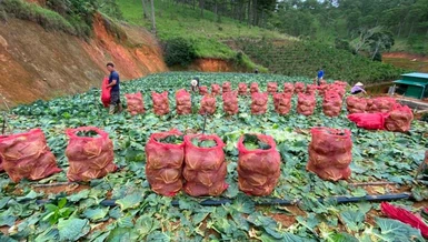 Những cánh đồng rau được chuẩn bị chuyển đến với vùng dịch bệnh TP.HCM