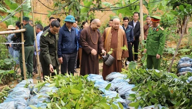 52.000 cây quế giống được bàn giao đến 22 hộ trồng rừng