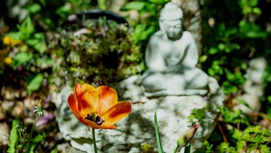 Có hay không bậc A-la-hán thoái pháp?