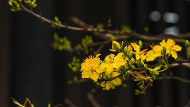 "Mạc vị xuân tàn hoa lạc tận, Đình tiền tạc dạ nhất chi mai" - Ảnh: Phùng Anh Quốc