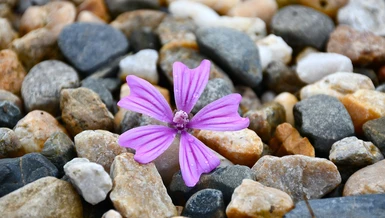 "Thực tế, không hề có cái gì gọi là thế giới, mà chỉ có thể nói có thế giới là duyên từ các căn khởi lên"