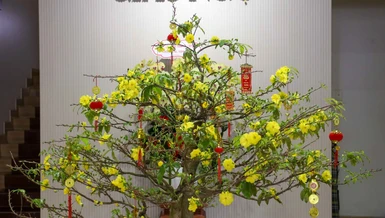 Sắc vàng tươi thắm của hoa mai nở rộ tại trụ sở tòa soạn Báo Giác Ngộ (85 Nguyễn Đình Chiểu, phường Xuân Hòa, TP.HCM) - Ảnh: Nguyên Tài/BGN