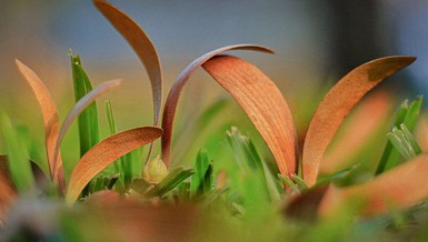 Sài Gòn mùa hoa dầu bay - Ảnh VnExpress