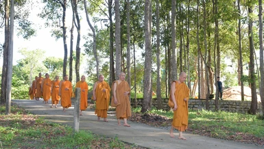 Chư Tăng thiền hành tại khu rừng tràm Ngọc Nhơn
