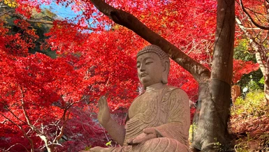 Vẻ đẹp của mùa thu nơi chùa Đại Sơn (Nhật Bản)