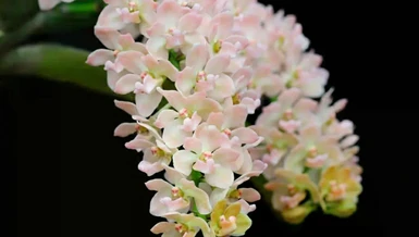 Một nhành lan cũng lễ Phật, cũng hướng hết lòng về chốn từ bi. Chúng tôi biết nó là “Nghinh xuân”