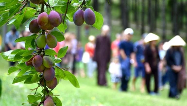 Bình yên là hoa trái của giữ gìn giới đức - Ảnh: Làng Mai
