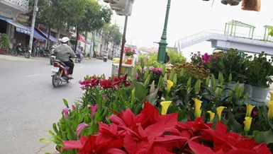 Chợ hoa ngày Tết