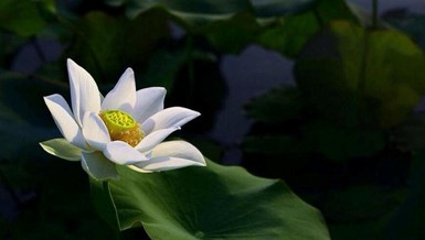 Sự trạch pháp luôn cần thiết trong suốt quá trình học Phật