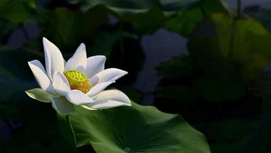 Sự trạch pháp luôn cần thiết trong suốt quá trình học Phật