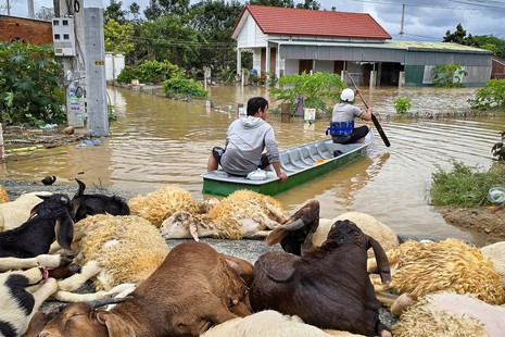 Vào những làng quê bỗng chốc trắng tay trong lũ dữ Phan Rang