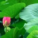 Luật Nhân quả của Phật giáo không phải là một định thức khô cứng kiểu như A+B=C...