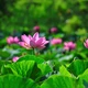 Là Phật tử, tới chùa cần tránh buôn chuyện
