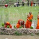 Cấy mạ “thí công” là một nét sinh hoạt cộng đồng được gìn giữ trong đời sống của đồng bào Khmer quanh chùa Rô - Ảnh: Nguyễn Khánh Vũ Khoa