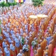Hành giả Ni viện Thiện Hòa cung đón đoàn Phân ban Ni giới Trung ương