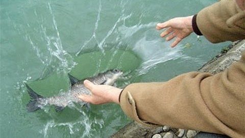 [Video] Phóng sinh làm sao để lợi lạc và tránh biến tướng?