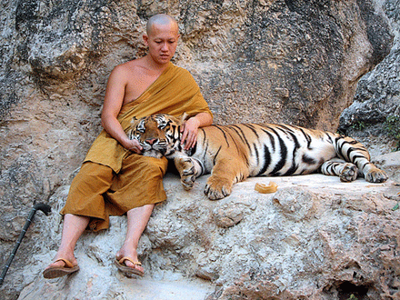 Tâm từ của vị sư ở thành phố Chiang Mai (Thái Lan)