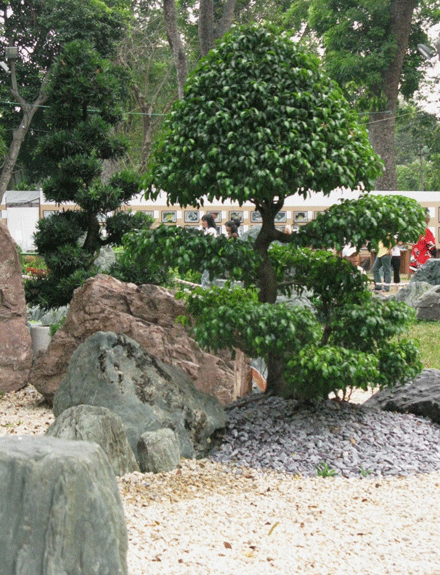 hoaxuan-10.gif