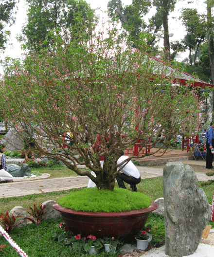 hoaxuan-11.gif