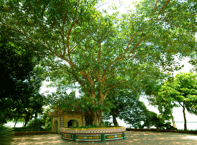 tranquoc-7.gif