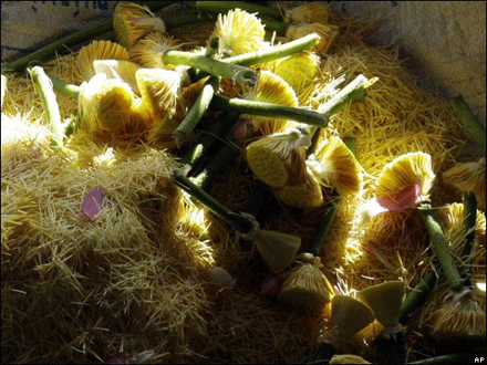 hoasen-5.gif