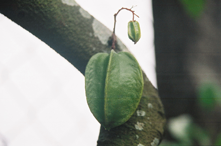 phongphu-2.gif