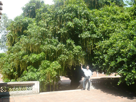 caybo-3.gif