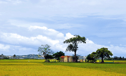 cauho-1.gif