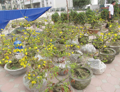 Ấm áp sắc mai vàng giữa Hà Nội ảnh 1