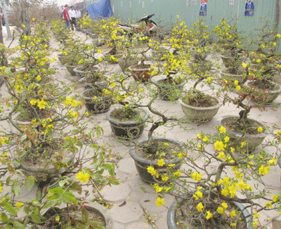 Ấm áp sắc mai vàng giữa Hà Nội ảnh 2