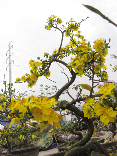 Ấm áp sắc mai vàng giữa Hà Nội ảnh 3