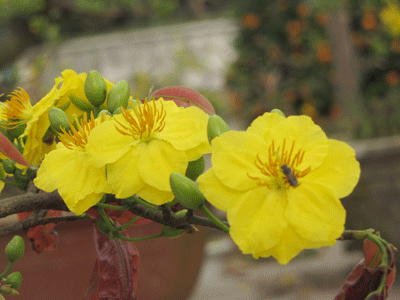 Ấm áp sắc mai vàng giữa Hà Nội ảnh 4